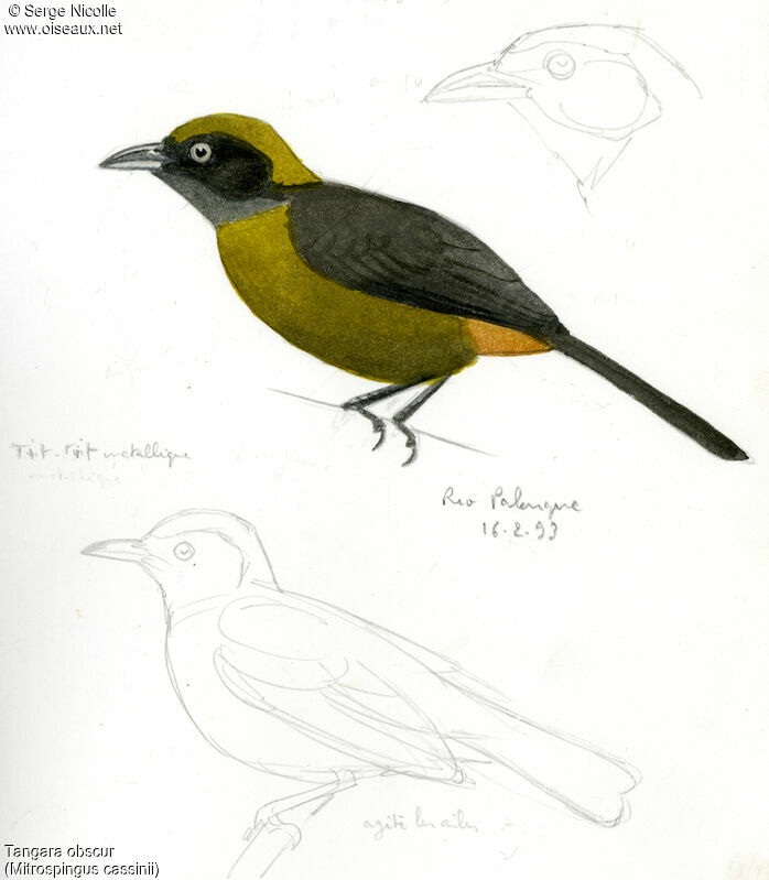 Dusky-faced Tanager, identification
