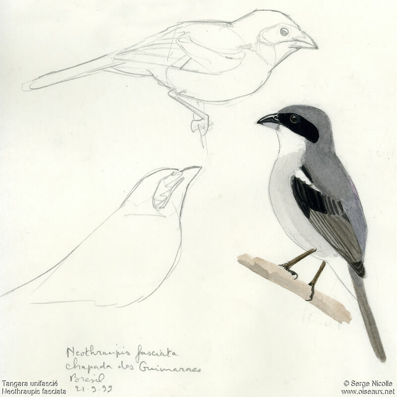 Shrike-like Tanager, identification