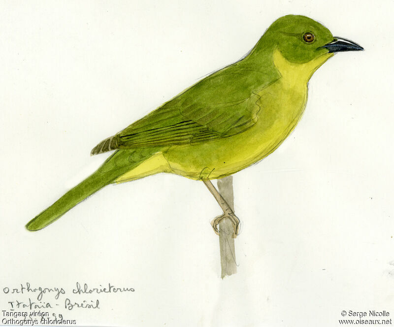 Olive-green Tanager, identification