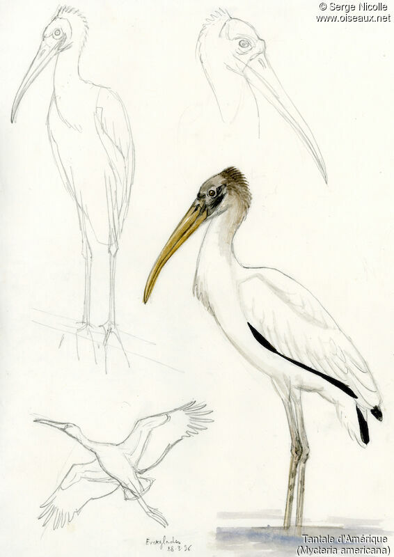 Wood Stork, identification
