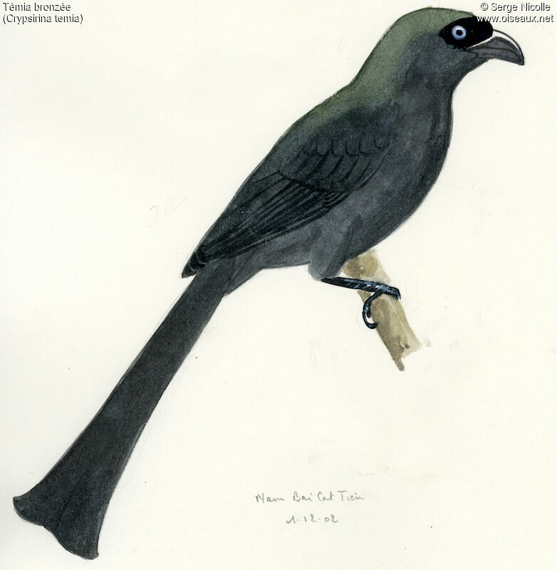 Racket-tailed Treepie, identification