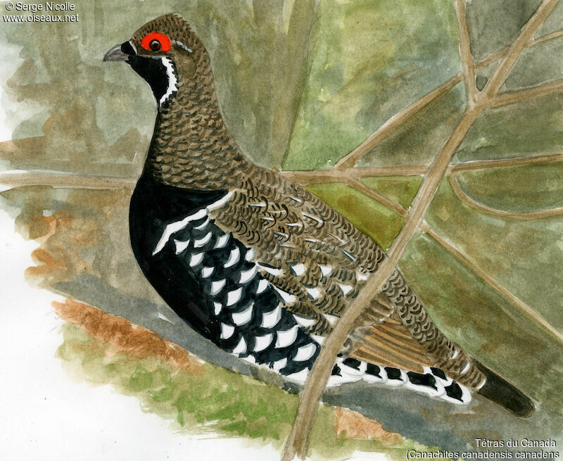 Spruce Grouse male, identification