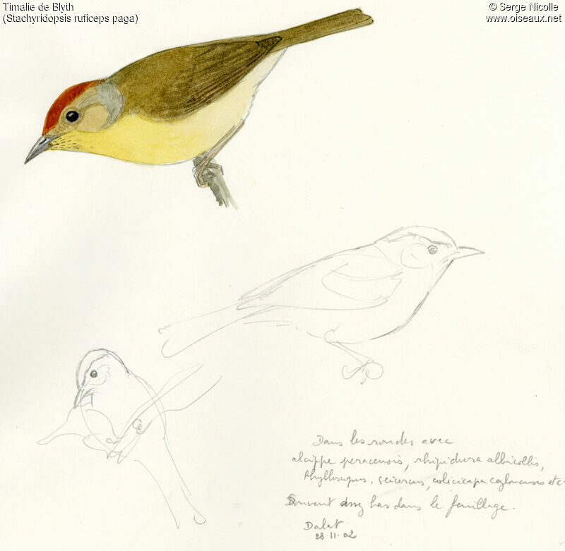 Rufous-capped Babbler, identification