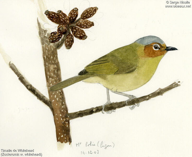 Chestnut-faced Babbler, identification
