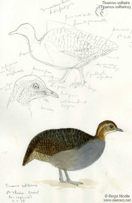 Solitary Tinamou, identification