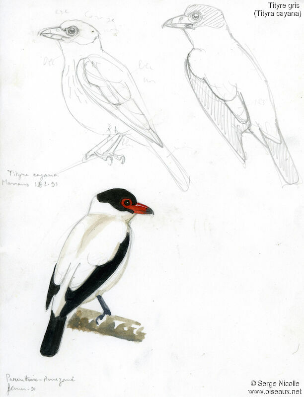 Black-tailed Tityra male, identification