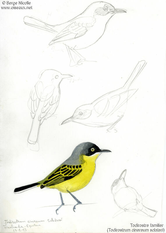 Common Tody-Flycatcher, identification