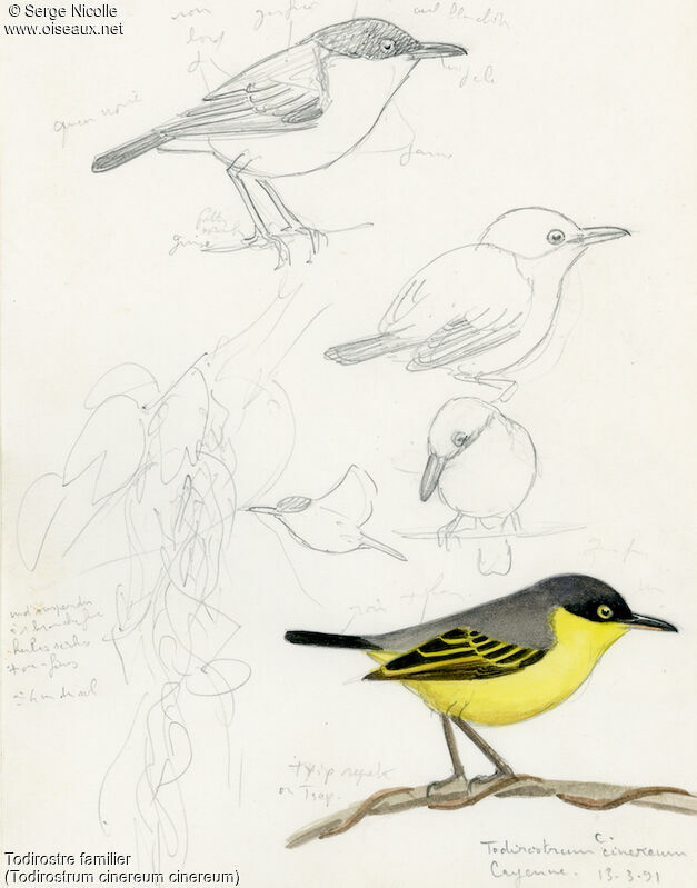 Common Tody-Flycatcher, identification