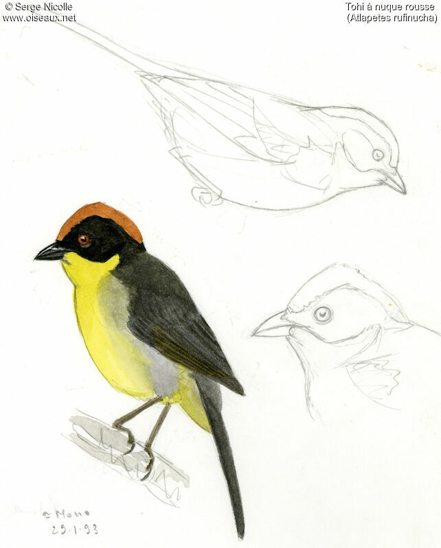 Bolivian Brushfinch, identification