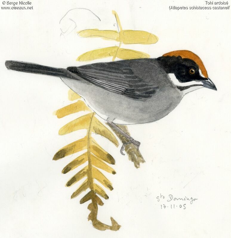 Slaty Brushfinch, identification