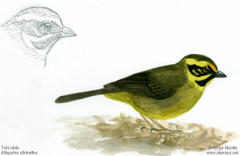 Yellow-striped Brushfinch, identification