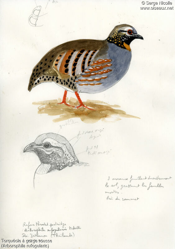 Rufous-throated Partridge, identification