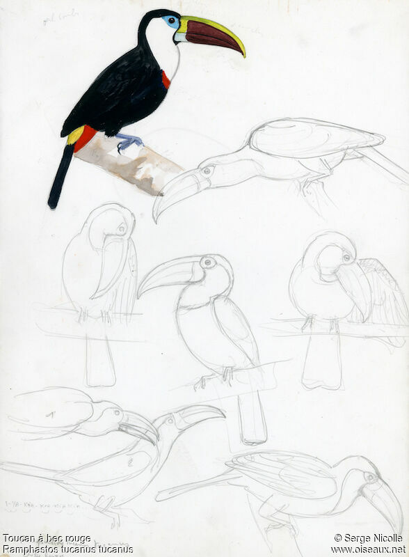 Toucan à bec rouge, identification