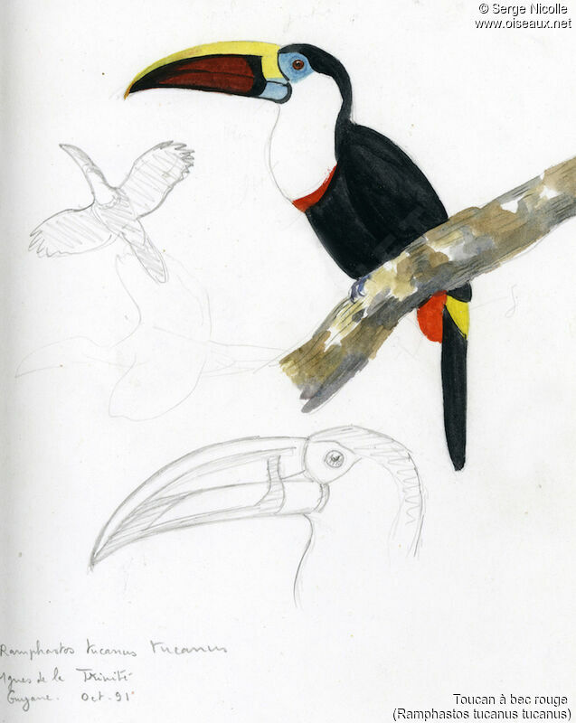 White-throated Toucan, identification