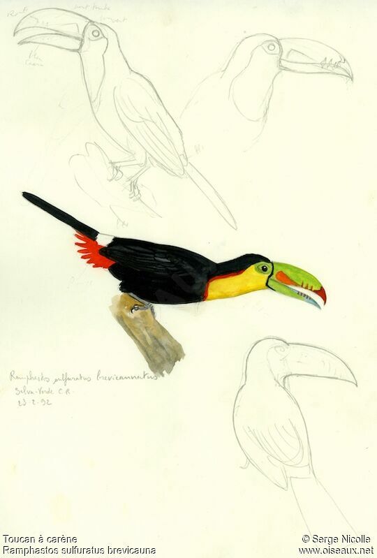 Keel-billed Toucan, identification