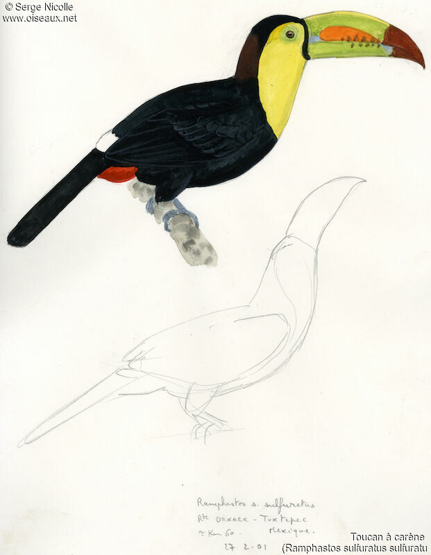 Toucan à carène, identification