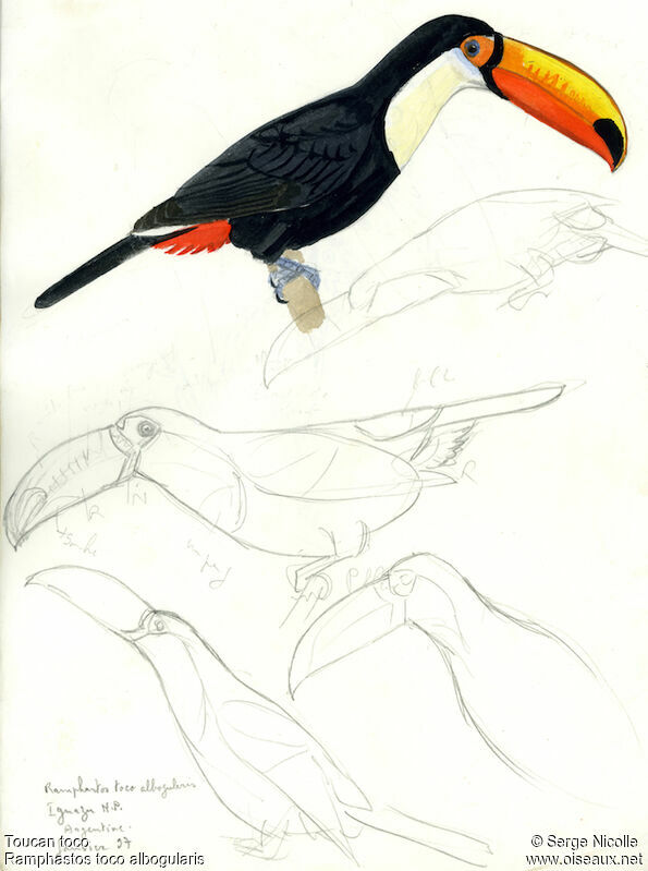 Toucan toco, identification