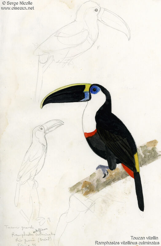 Toucan vitellin, identification