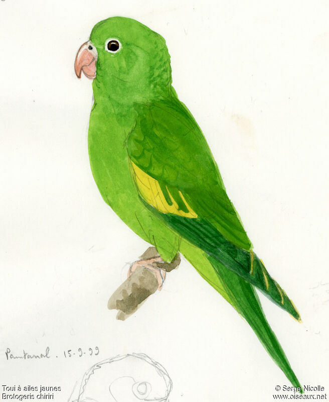Yellow-chevroned Parakeet, identification