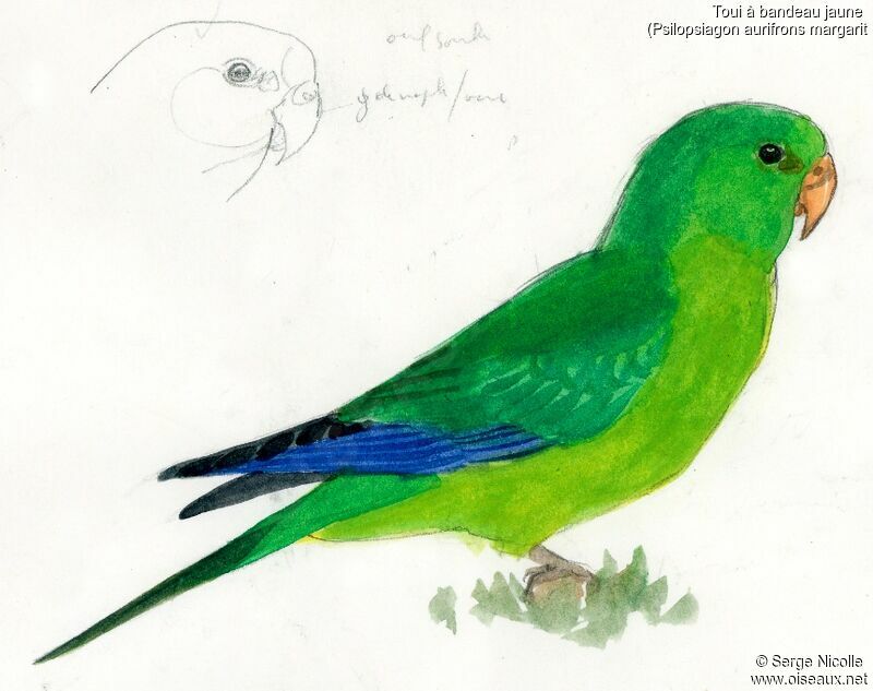 Mountain Parakeet, identification