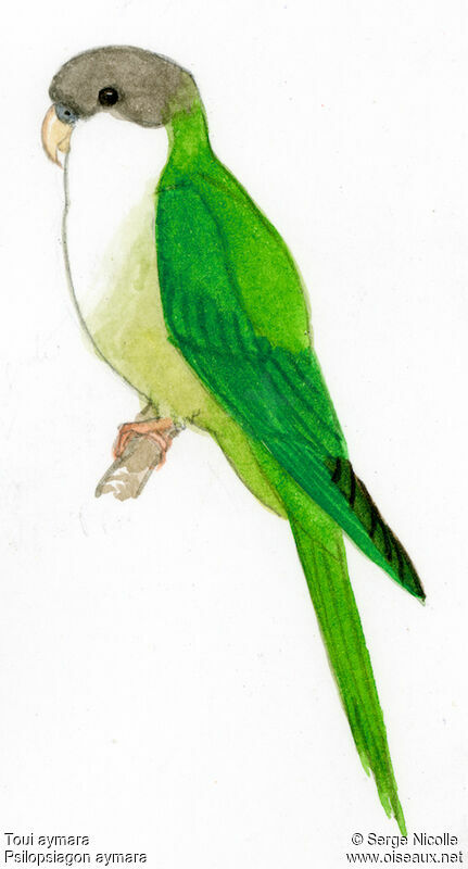 Grey-hooded Parakeet, identification
