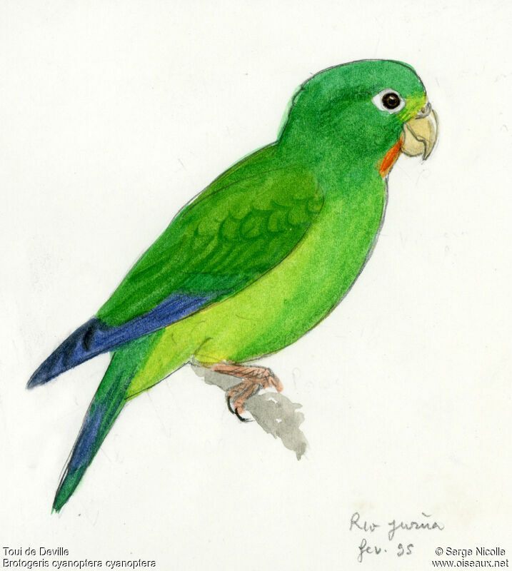 Cobalt-winged Parakeet, identification
