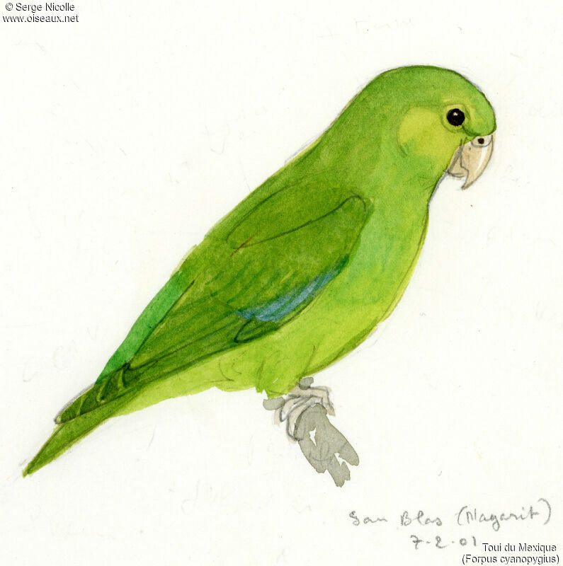 Mexican Parrotlet, identification