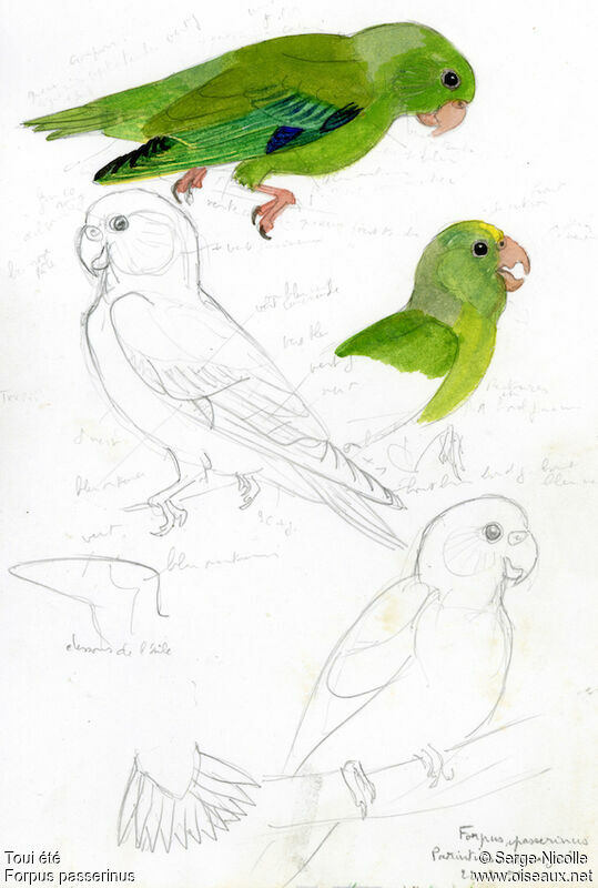 Green-rumped Parrotlet, identification