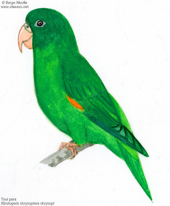 Golden-winged Parakeet, identification