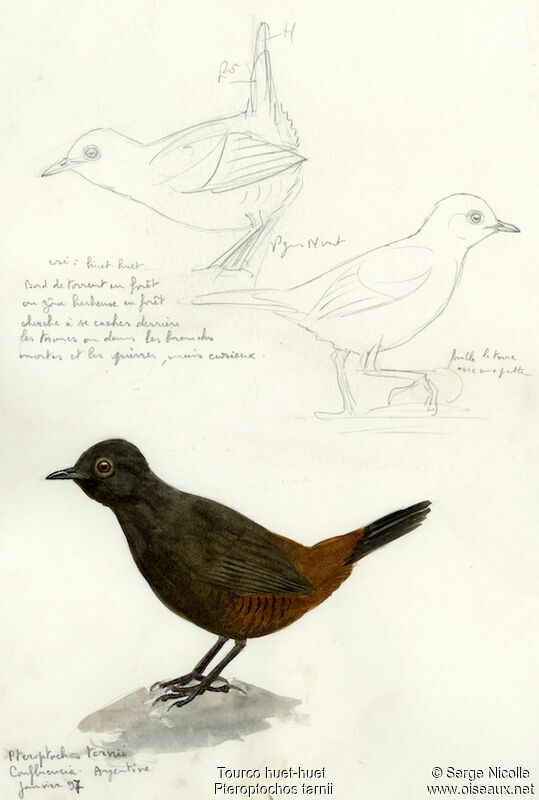 Black-throated Huet-huet, identification