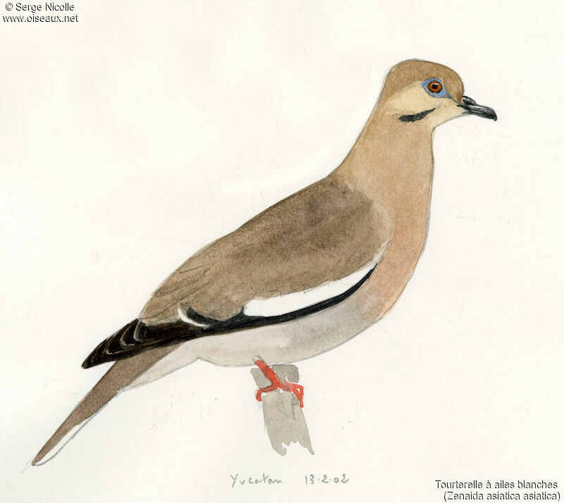 White-winged Dove, identification