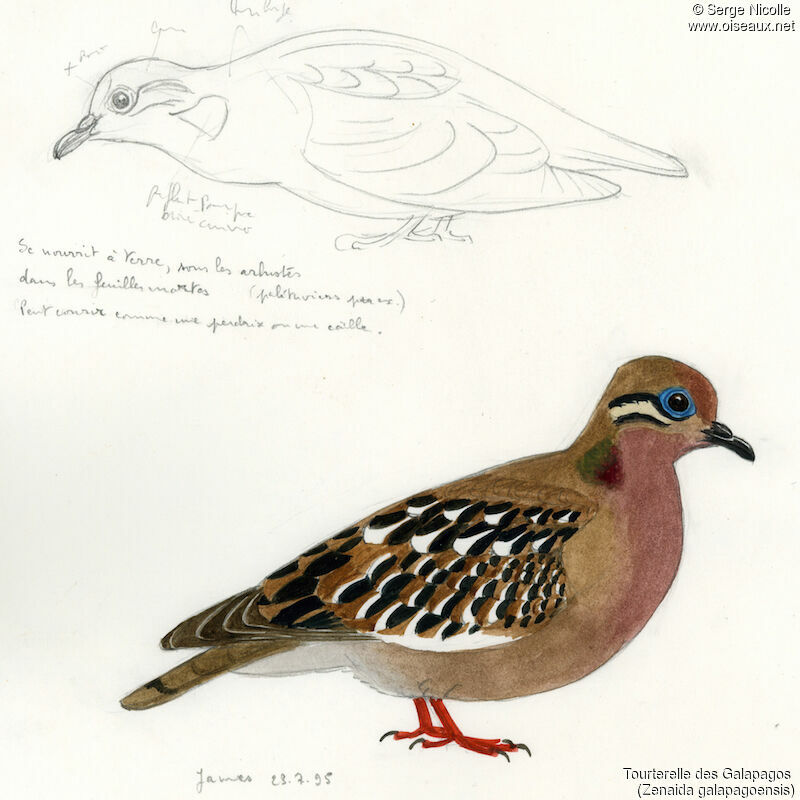 Galapagos Dove, identification