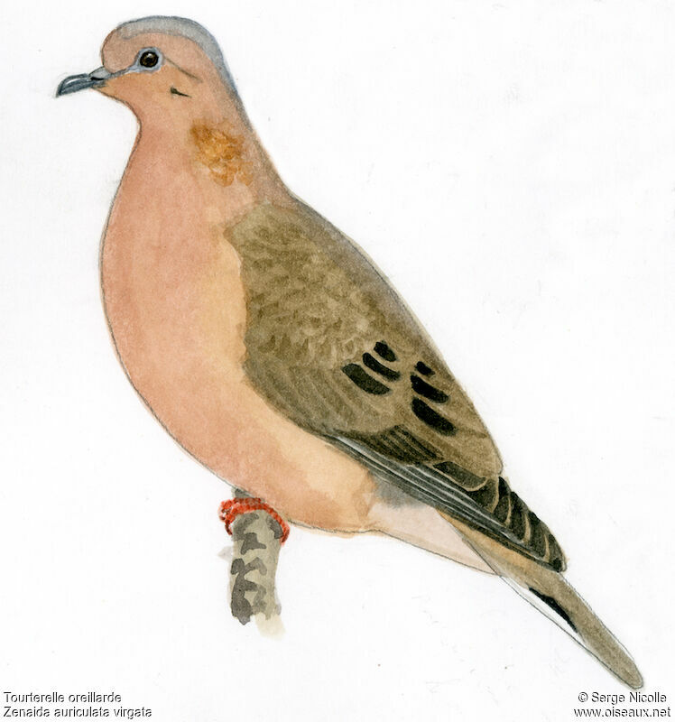 Eared Dove, identification