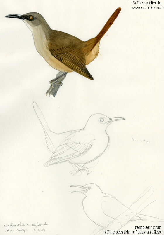 Brown Trembler, identification