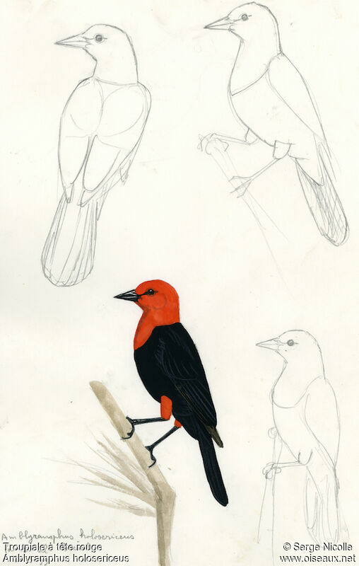 Scarlet-headed Blackbird, identification
