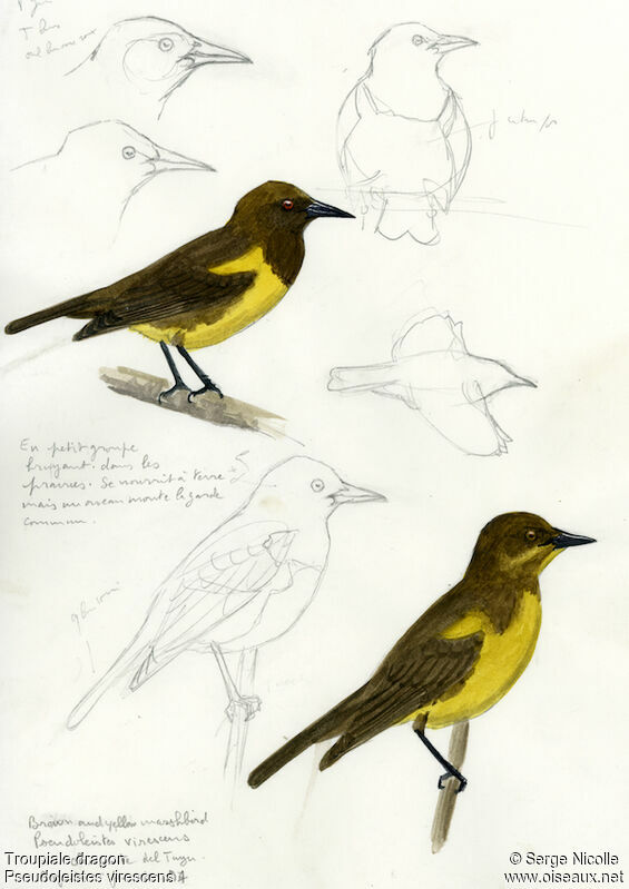 Brown-and-yellow Marshbird, identification