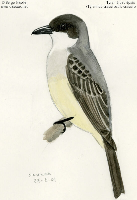 Thick-billed Kingbird, identification