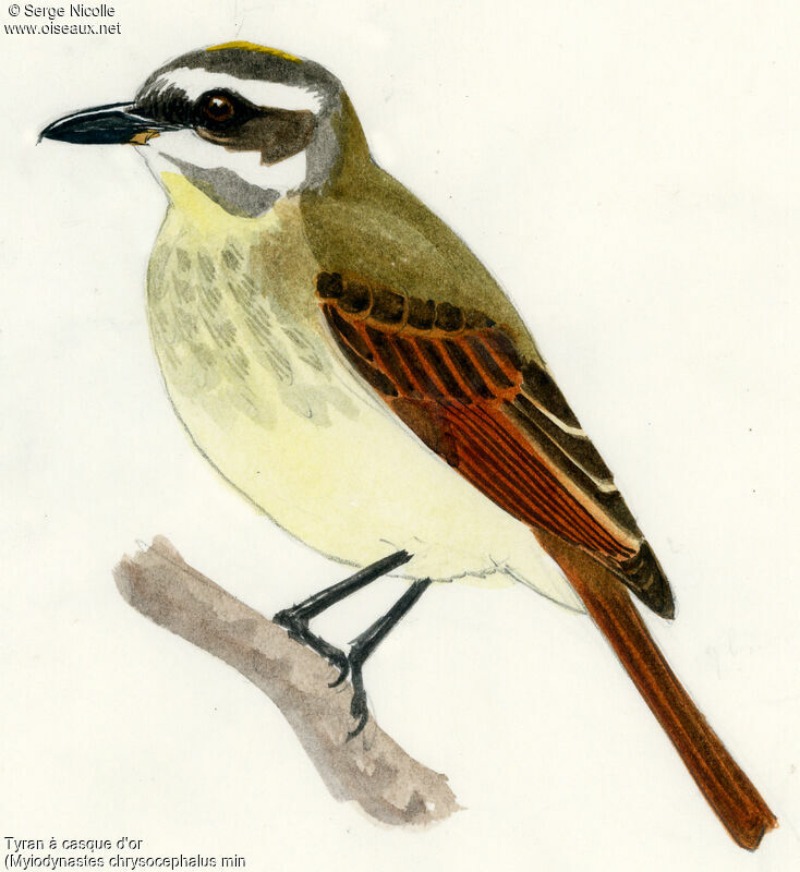 Golden-crowned Flycatcher, identification