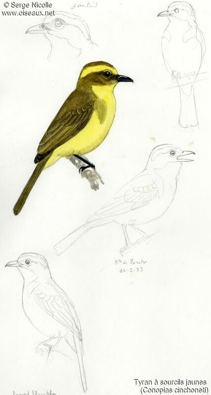 Lemon-browed Flycatcher, identification