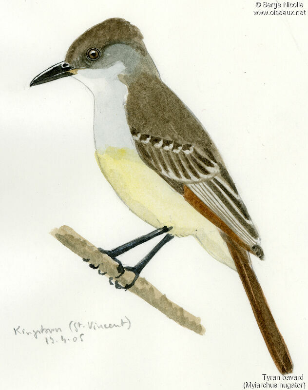 Grenada Flycatcher, identification