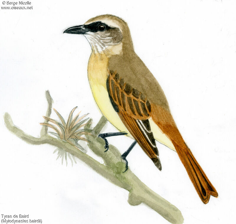 Baird's Flycatcher, identification