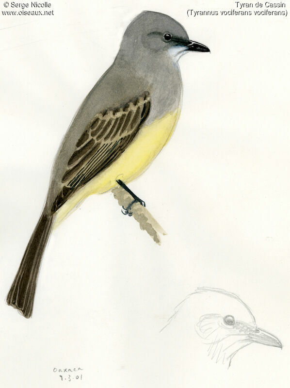 Cassin's Kingbird, identification