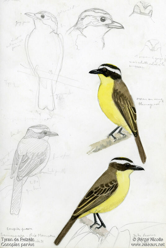 Yellow-throated Flycatcher, identification