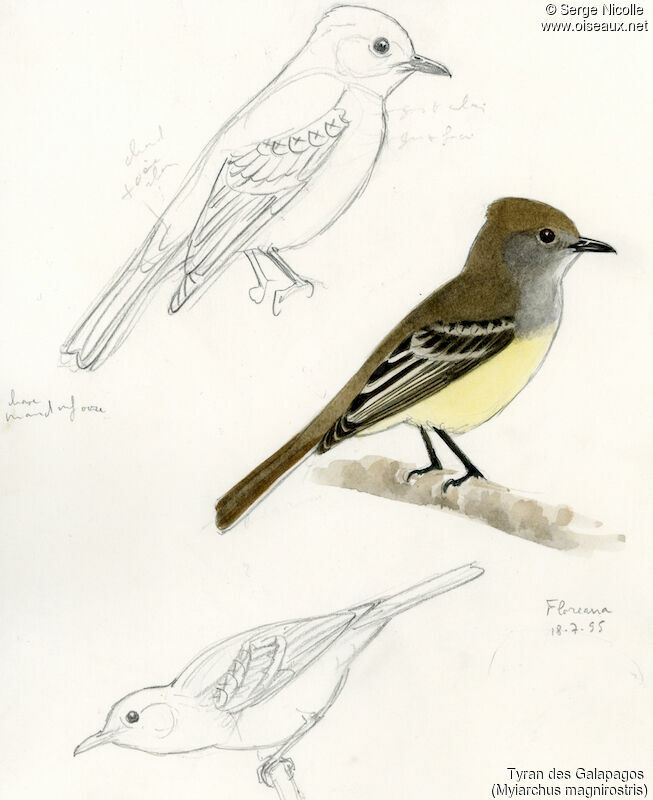 Galapagos Flycatcher, identification