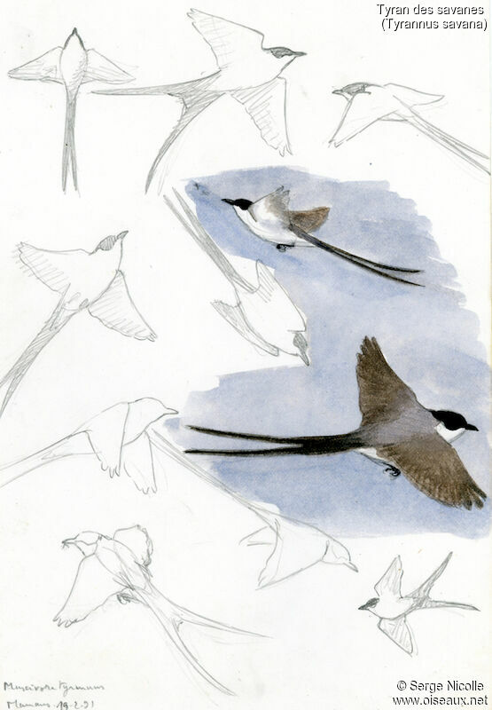 Fork-tailed Flycatcher, identification