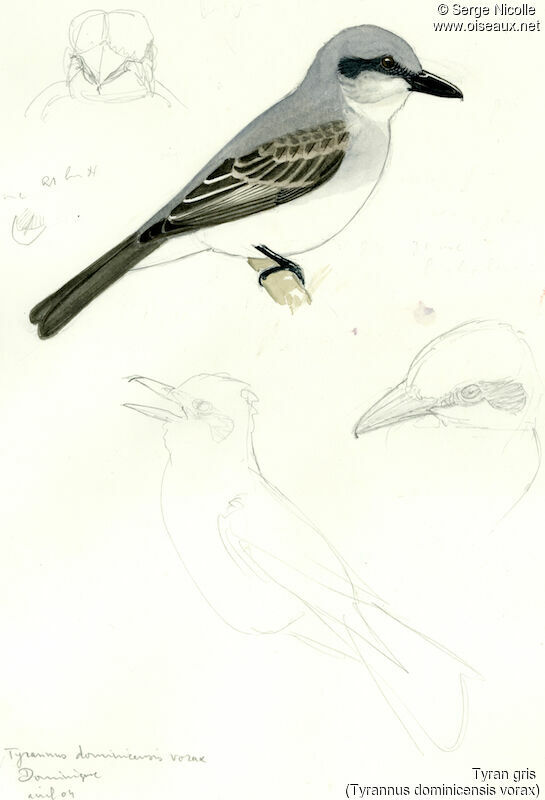Grey Kingbird, identification