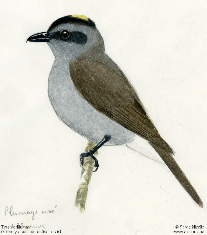 Crowned Slaty Flycatcher, identification