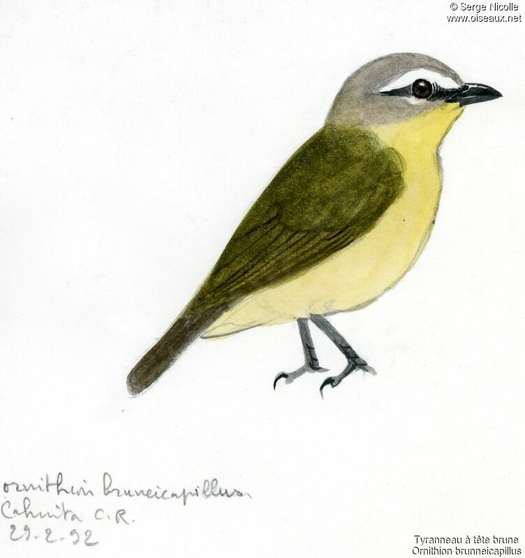 Brown-capped Tyrannulet, identification