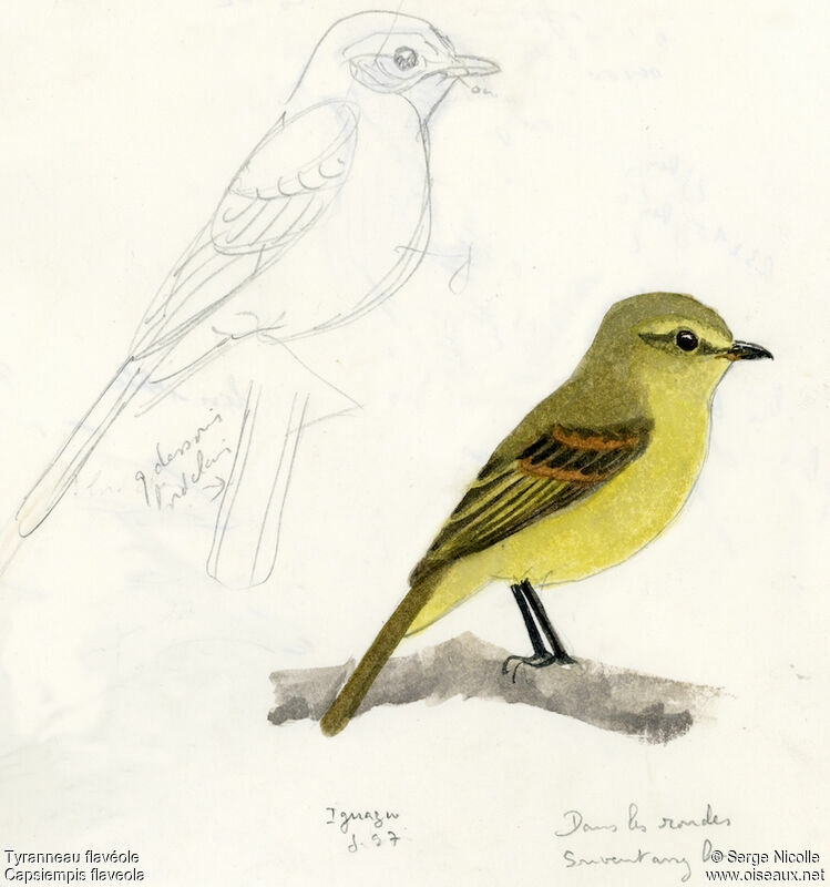 Yellow Tyrannulet, identification