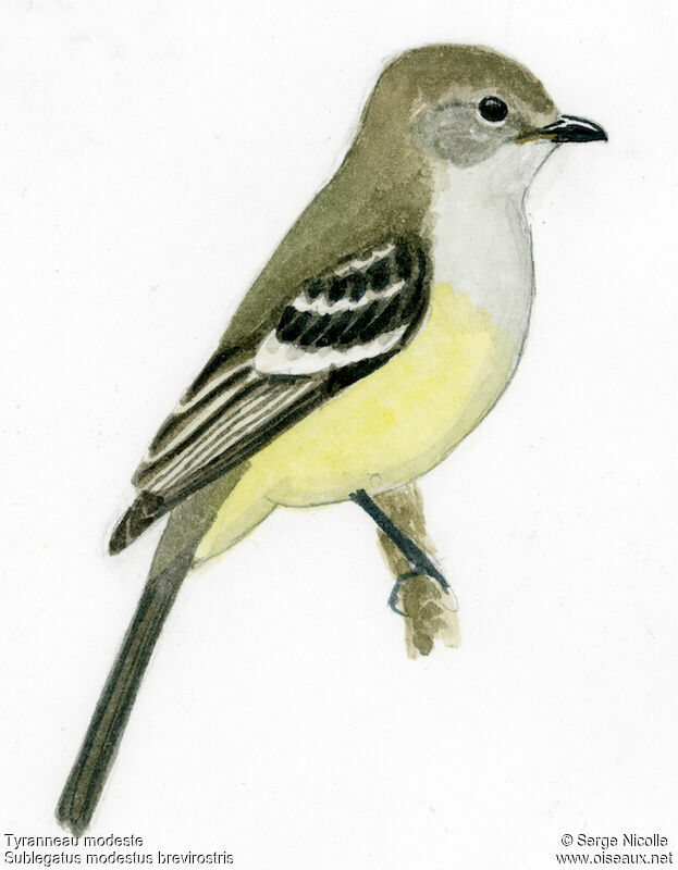 Southern Scrub Flycatcher, identification